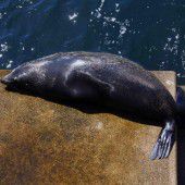 Seehund sonnt sich in Sydney