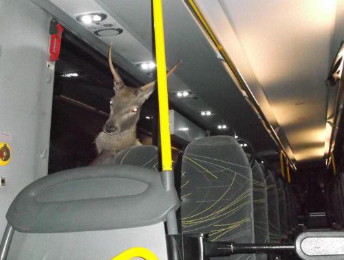 Der Hirsch flüchtete durch die hintere Tür. Am Omnibus entstand ein Sachschaden in der Höhe von rund 15.000 Euro. Foto: APA