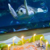 Schildkröte hat 50. Geburtstag