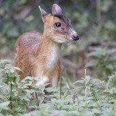 Chinesischer Mini-Hirsch