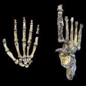 Homo naledi konnte mit Händen offenbar Werkzeuge bedienen