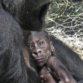 Gorillababy auf Kuschelkurs