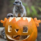 Halloween-Kürbis für Erdmännchen