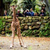 Babygiraffe begeistert Zoobesucher