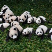 Niedliche Panda-Gruppe