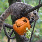 Nasenbären feiern Halloween