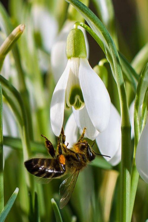 Sobald es wärmer wird, fliegen die Bienen wieder aus. Ebenso wie Wespen können sie für Allergiker gefährlich sein. Foto: vn/steurer
