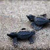 El Salvador wird zum Schildkrötenparadies