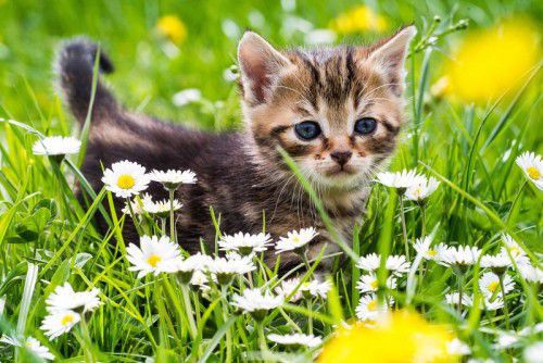In Vorarlberg hält jeder vierte Haushalt eine oder mehrere Katzen. Weltweit soll es rund eine Milliarde Katzen geben.