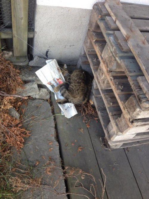 Katze „Luna“ kurz vor ihrer Befreiung.