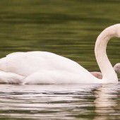 Mein lieber Schwan, der ist aber lang!