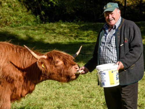 Schottische Hochlandrinder sind Bernie Wittwers Hobby. Die Tiere bedeuten dem Pensionisten aus St. Gallenkirch viel.