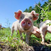 Weniger Bürokratie bei Tierschutz