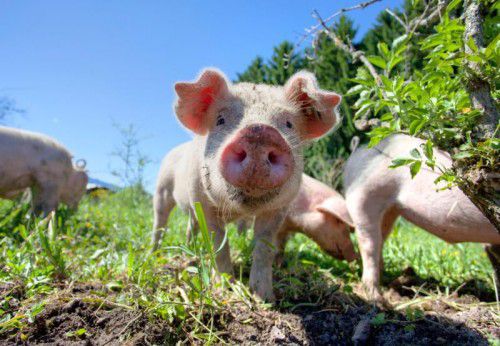 Verstöße gegen das Tierwohl können seit Kurzem nicht mehr anonym gemeldet werden. VN/Hartinger