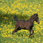 Stolzes und anmutiges Herdentier