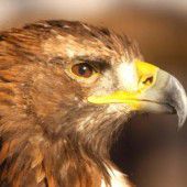 Der hat nicht nur Augen wie ein Adler