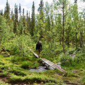 Lappland: Die letzte Wildnis in Europa
