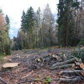Kahlschlag in Alberschwende empört