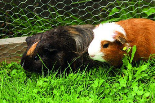 Bei uns werden Meerschweinchen schon seit fast 500 Jahren als Haustiere gehalten.