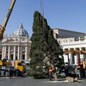 Christbaum für den Vatikan