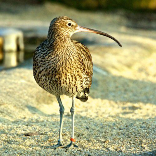 Die Großen Brachvögel können bis zu 30 Jahre alt werden und bleiben ihrem Brutplatz ein Leben lang treu