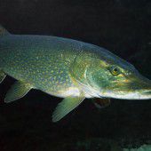 Ein schillernder Wolf unter Wasser