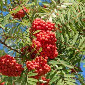 Die Eberesche – nicht giftig, sondern gesund