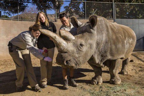 Dieses Foto zeigt „Nola“ während einer tierärztlichen Untersuchung. Das Nördliche Breitmaulnashorn ist beinahe ausgestorben.