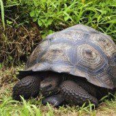 Neue Schildkröten-Spezies auf den Galapagos-Inseln entdeckt