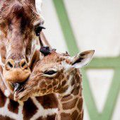 Liebevolle Giraffenmama
