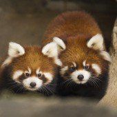 Rote Panda-Babys entzücken Chicago