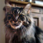Vom bettelnden Kater . . .