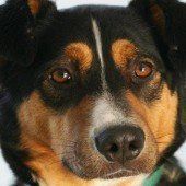 Ein gezähmter Wolf mit feiner Nase
