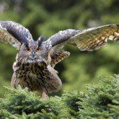 Ein Vogel, der seinen Namen ruft