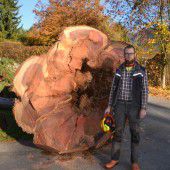 Mammutbaum in Götzis gefällt