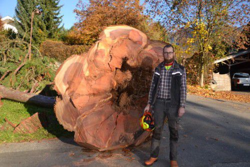 Rund acht Meter beträgt der Umfang des Baumstamms.