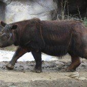 Nashorn reist nach Sumatra