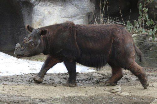 Sumatra-Nashörner sind vom Aussterben bedroht.