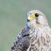 Ein lautes “Kikikikiki” im Rüttelflug