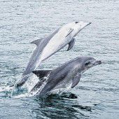 Delfine und Wale entdecken