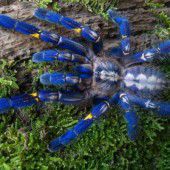 Das mysteriöse Blau der Vogelspinnen