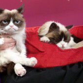„Grumpy Cat“ im Doppelpack
