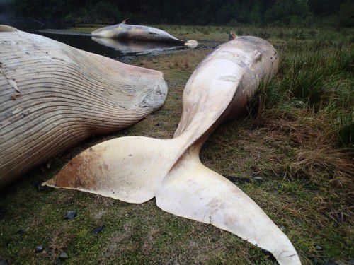 Die Tiere sind in Patagonien verendet – das mysteriöse Massensterben gibt Rätsel auf.