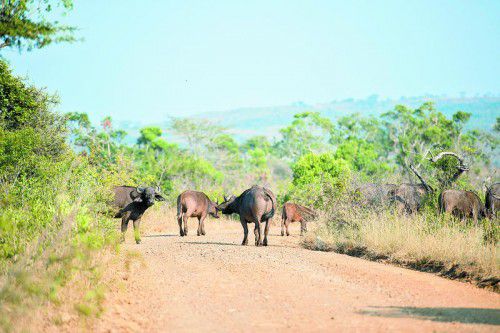 Eine Büffelherde auf der Straße im Hluhluwe-Nationalpark.
