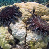 Seesterne bedrohen Great Barrier Reef