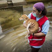Tierschutz soll nach der Flut Seuchen vorbeugen