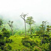 Wie eine Kröte den Urwald rettete