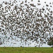 Viele Zugvögel sind vom Klimawandel bedroht