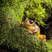 Baumfrosch in Indien wiederentdeckt