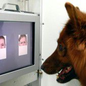 Studie: Hunde erkennen Emotionen von Menschen
